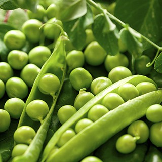 Hạt giống Đậu Hà Lan Kèm Qùa Tặng Và Hướng Dẫn