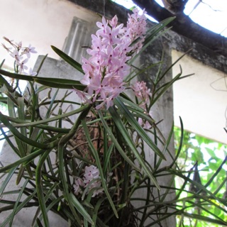 Lan rừng Hoàng yến