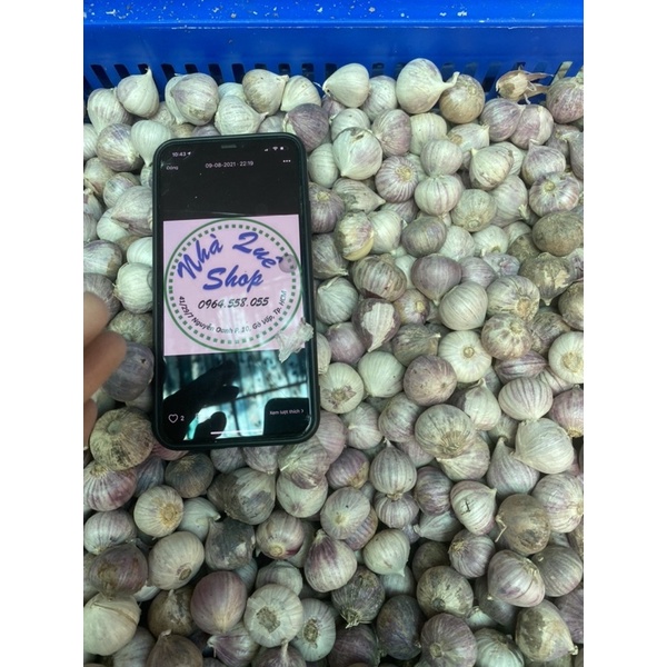 1kg Tỏi cô đơn Phan Rang làm tỏi đen size to (có bỏ sỉ) | BigBuy360 - bigbuy360.vn