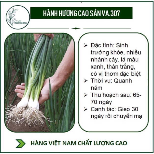Hạt Giống Hành Hương Cao Sản VA.307