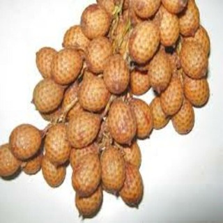 CÂY GIỐNG CÂY MÂY RỪNG - THU DÂY, HÁI QUẢ