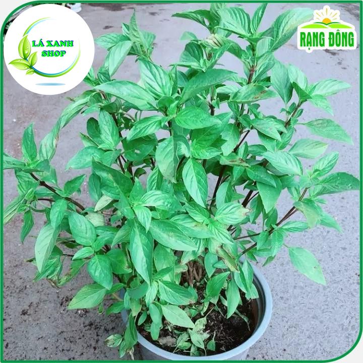 Hạt giống Rau Húng Quế Lá To Kháng Bệnh Tốt, Trồng Quanh Năm (gói 10 gram) - Hạt Giống Rạng Đông