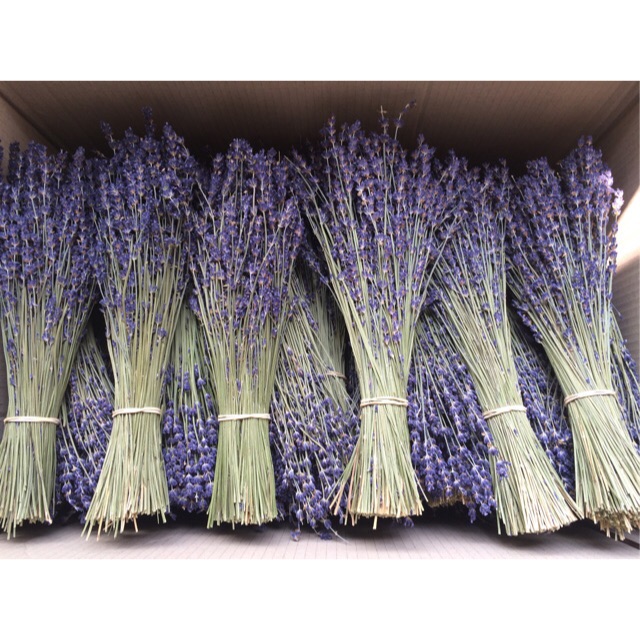 SỈ HOA LAVENDER