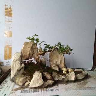 Tiểu cảnh trồng bonsai-đá thấm thủy