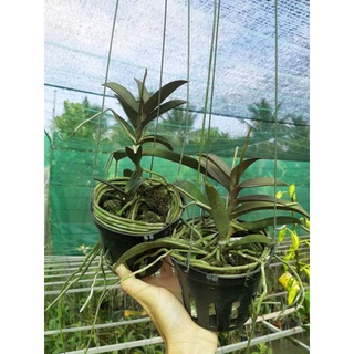 Hoa lan hồ điệp doritan tím