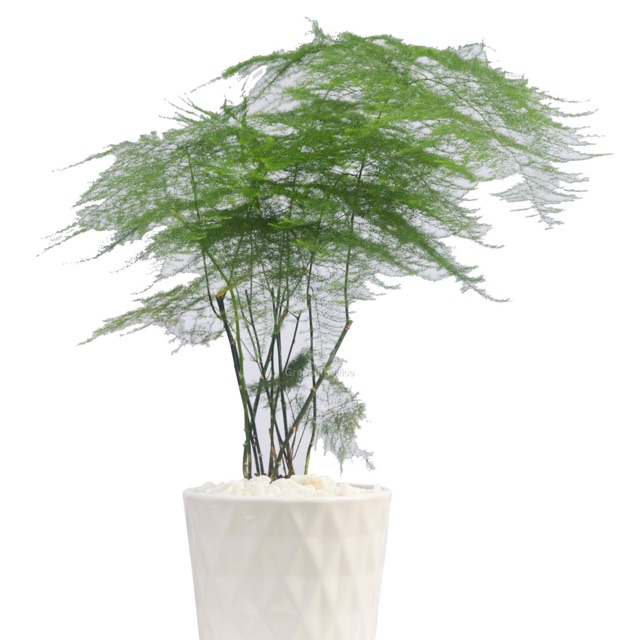 Cây kim thuỷ tùng