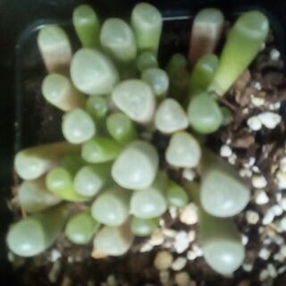 Combo tai thỏ + baby toes + tay gấu