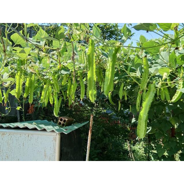 10Gram Đậu rồng  Siêu Quả Giòn Ngon