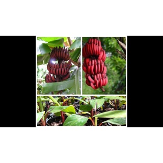 Cây chuối đỏ cao 1m