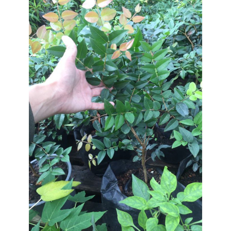 Cây giống nho thân gỗ tứ quý giống mới cao 40-45cm
