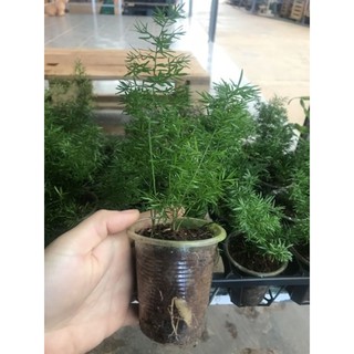 Chậu cứng tùng đuôi chồn