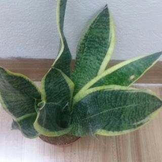 Cây lưỡi hổ  để bàn.