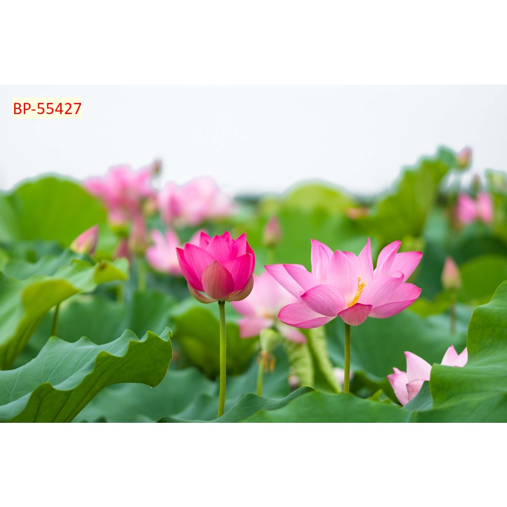 Tranh Cá Chép và Hồ Sen dán tường 3D phù hợp treo ở nhiều không gian