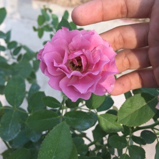 Hoa hồng nhật Aoi