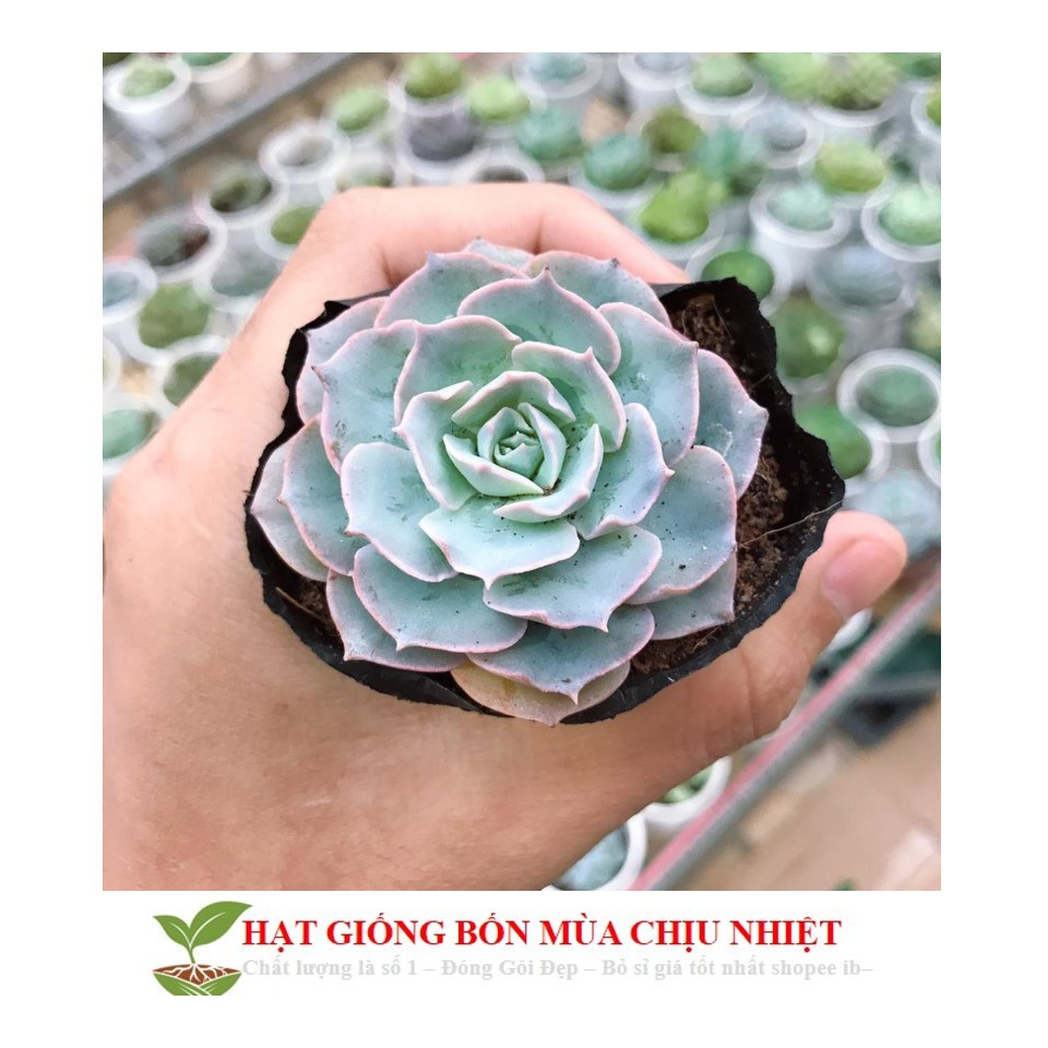 Hạt Giống Sen đá hồng phấn 20 hạt XUẤT XỨ ĐÀ LẠT, ĐÃ THUẦN KHÍ HẬU, SIÊU KHOẺ ĐẸP