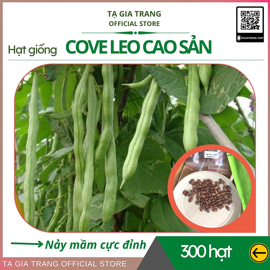 Hạt giống đậu cove leo cao sản - Shop hạt giống Tạ Gia Trang