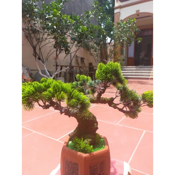 Gốc bonsai, thân cây giả dáng Trực 15-20cm làm hoa mai đào trang trí ngày Tết