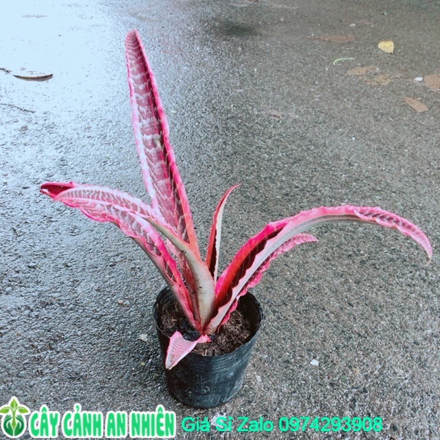 Cây Dứa Đuôi Phụng