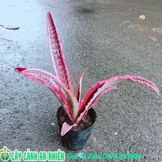 Cây Dứa Đuôi Phụng