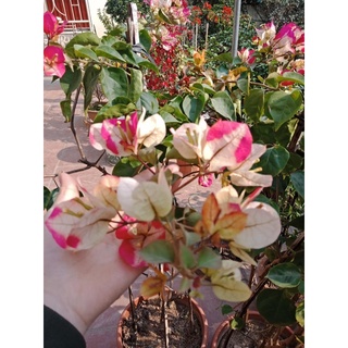 Đổi màu ấn độ