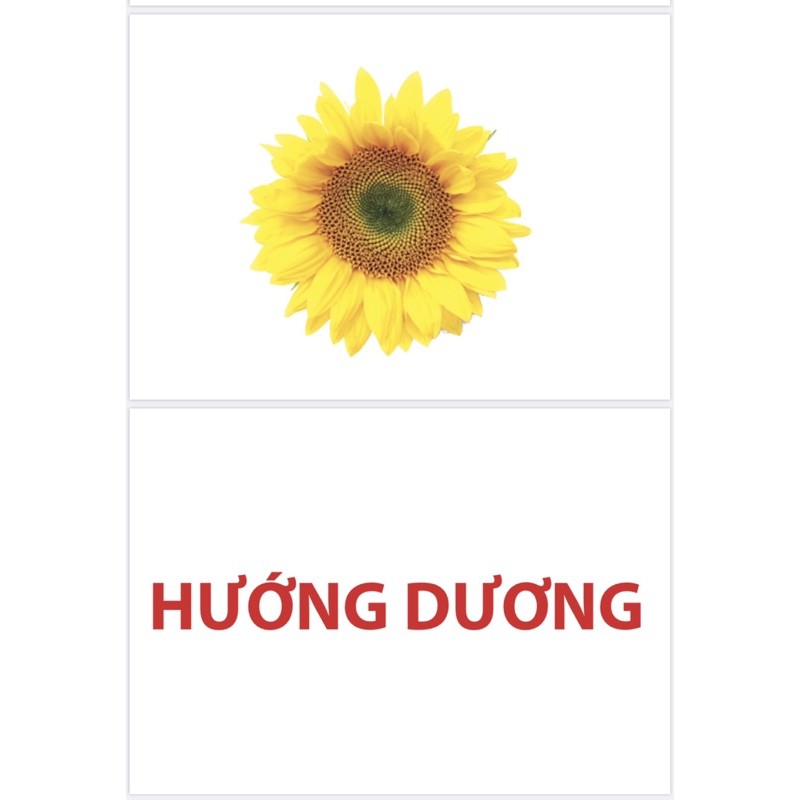 Bộ thẻ học thông minh Flashcard Glenn Doman 17 chủ đề