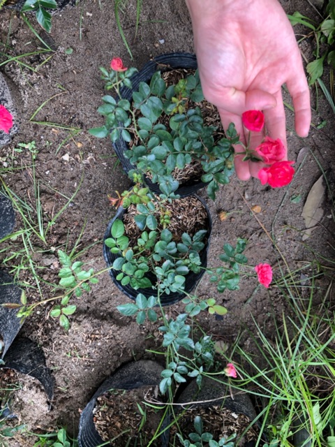 Hoa hồng sẵn bầu mini