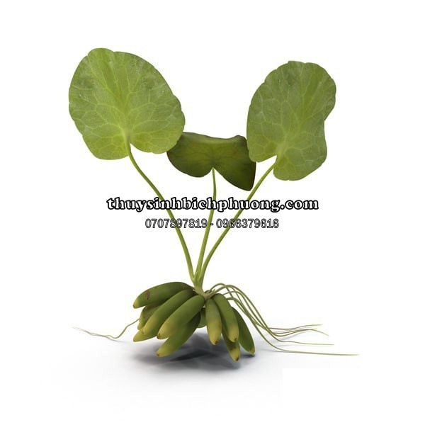 CÂY TRANG CHUỐI THUỶ SINH SIÊU CƯNG DỄ CHĂM SÓC TRONG HỒ THỦY SINH