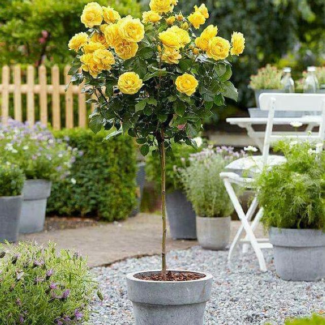 [GIÁ GỐC] Hạt Giống Hoa Hồng Thân Gỗ Tree Rose nhiều màu - 10 hạt