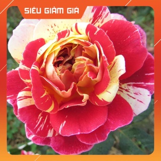 Hoa hồng bụi All American Magic Rose siêu thơm -Hoangoaimelinh Gía Rẻ Gía Rẻ
