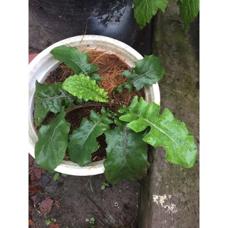 Chậu cúc đồng tiền