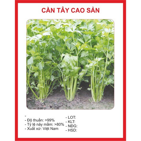 Hạt giống cần tây Mỹ tago F1 gói 1 gram