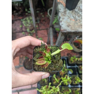 cây cảnh cây bãy kẹp g16