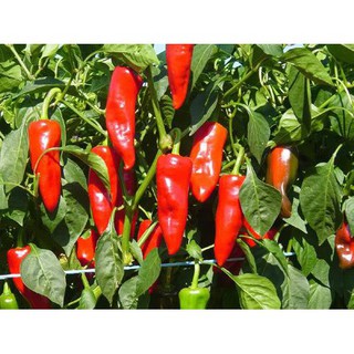 10 Hạt giống ớt sừng ngọt F1 [CHẤT LƯỢNG]