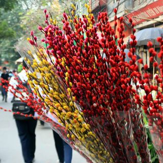 Bó 10 cành nụ tầm xuân