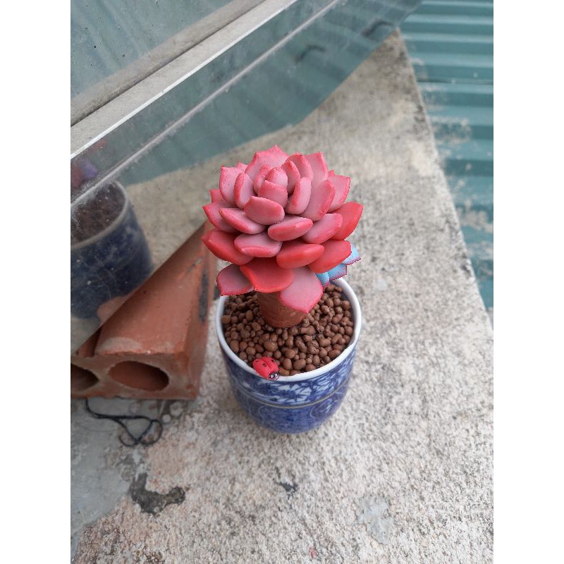 Sen thụ đất sét đẹp