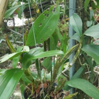 Hoa Phong lan thủy tiên( kiều) vuông