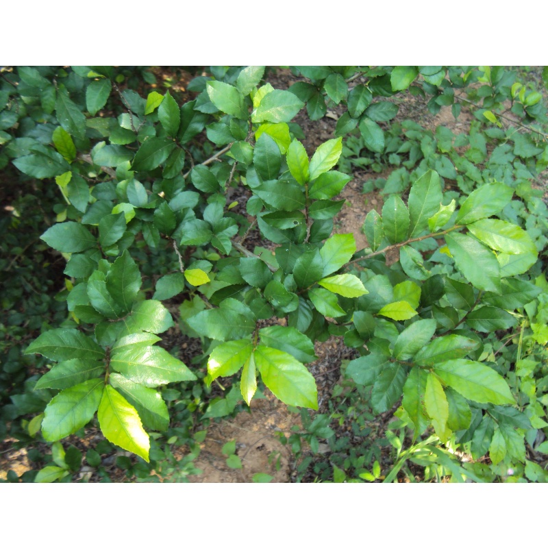 Combo 1kg cây Duối nhám dùng làm dược liệu