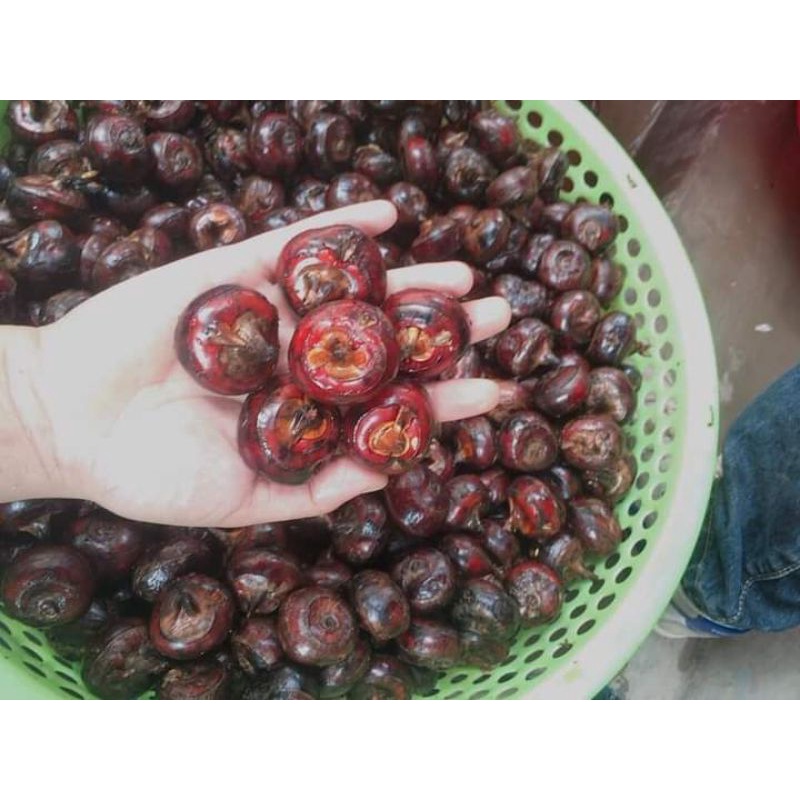 Củ mã thầy - củ năng tươi 1kg