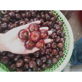Củ mã thầy - củ năng tươi 1kg ( sỉ sll giá tốt - LH 0983609050)