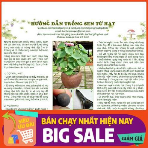 [Chất lượng cao] [Hàng chuẩn] [Free ship] 100 hạt SEN BÁCH DIỆP (SEN QUAN ÂM, SEN THÁI) nhiều màu