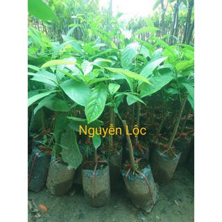 Cây giống dâu da xanh + Tặng (0,3kg) phân hữu cơ cao cấp