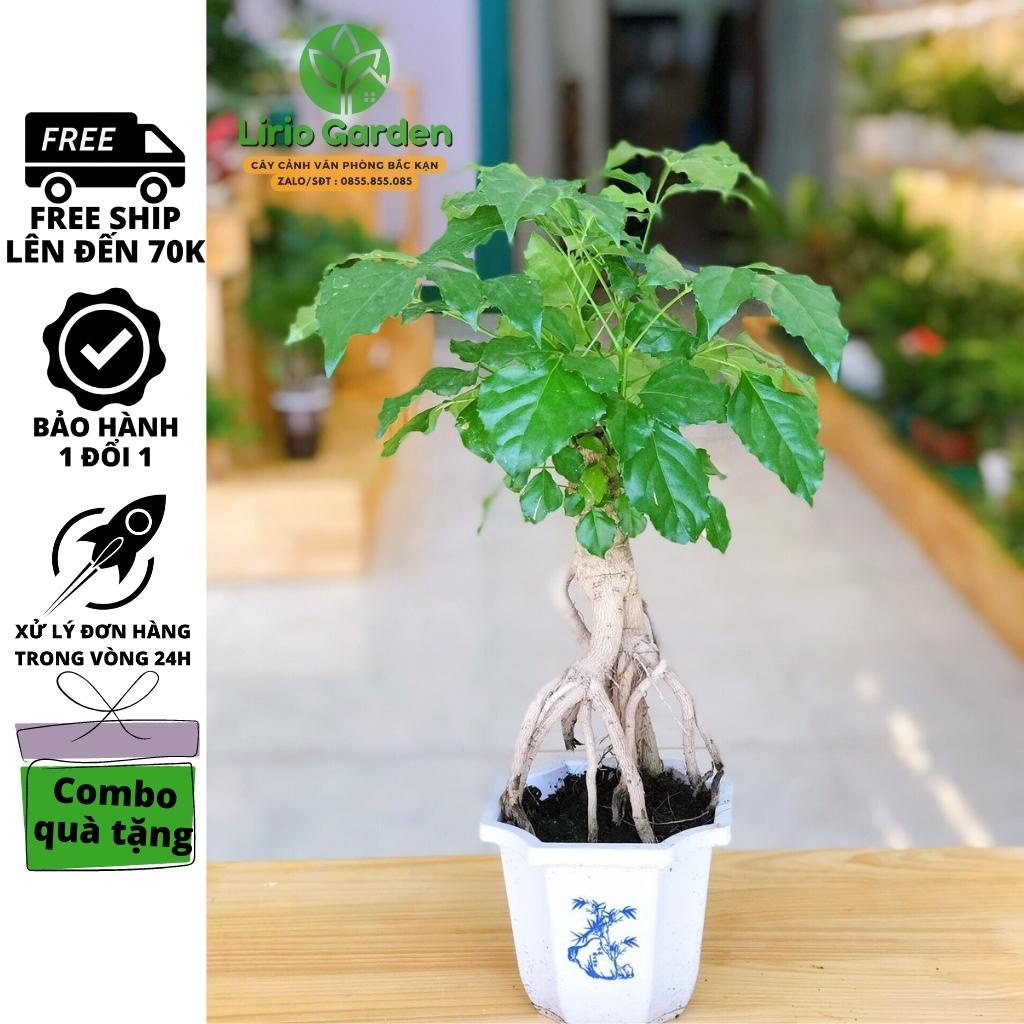 [ Quà Tặng Kèm ] Cây hạnh phúc bonsai