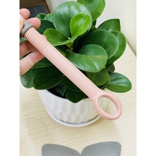 Muôi đảo chịu nhiệt Nhật Bản