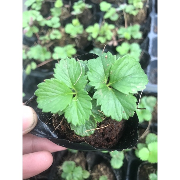 Combo 5 cây dâu tây chịu nhiệt