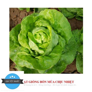 Giống Rau Xà lách mỡ
