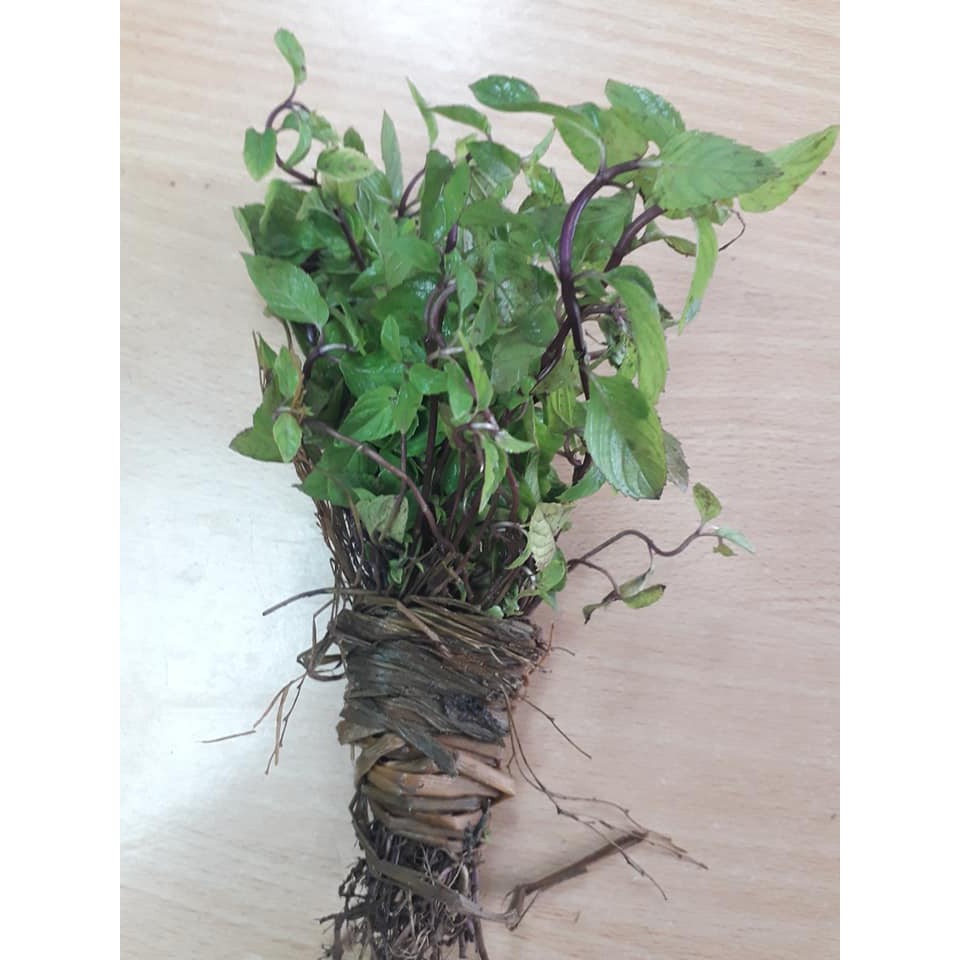 Cây rau thơm (thơm Láng Hà Nội) | Shopee Việt Nam