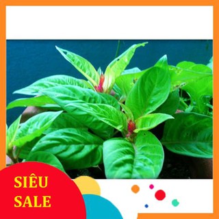 Hạt Giống Hoa Mào Gà Đuôi Phụng Đỏ (100 Hạt) - [MUA 3 TẶNG 1 CÙNG LOẠI] -