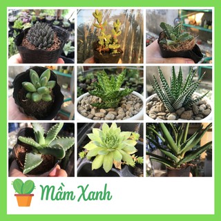 Sen đá size bầu mẫu bất kỳ | succulent