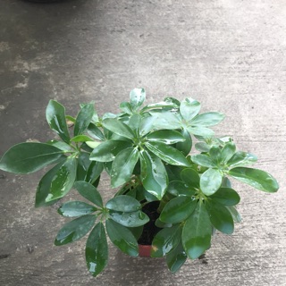 Ngũ gia bì để bàn
