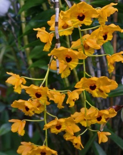 Hoàng thảo long nhãn